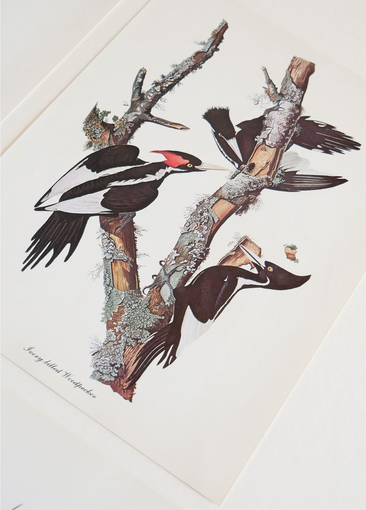 Vintage John James Audubon's Birds of America Prints 8.5x11.5 John James Mallard Ducks Sparrow Ivory Woodpecker Meadow Lark