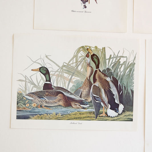 Vintage John James Audubon's Birds of America Prints 8.5x11.5 John James Mallard Ducks Sparrow Ivory Woodpecker Meadow Lark