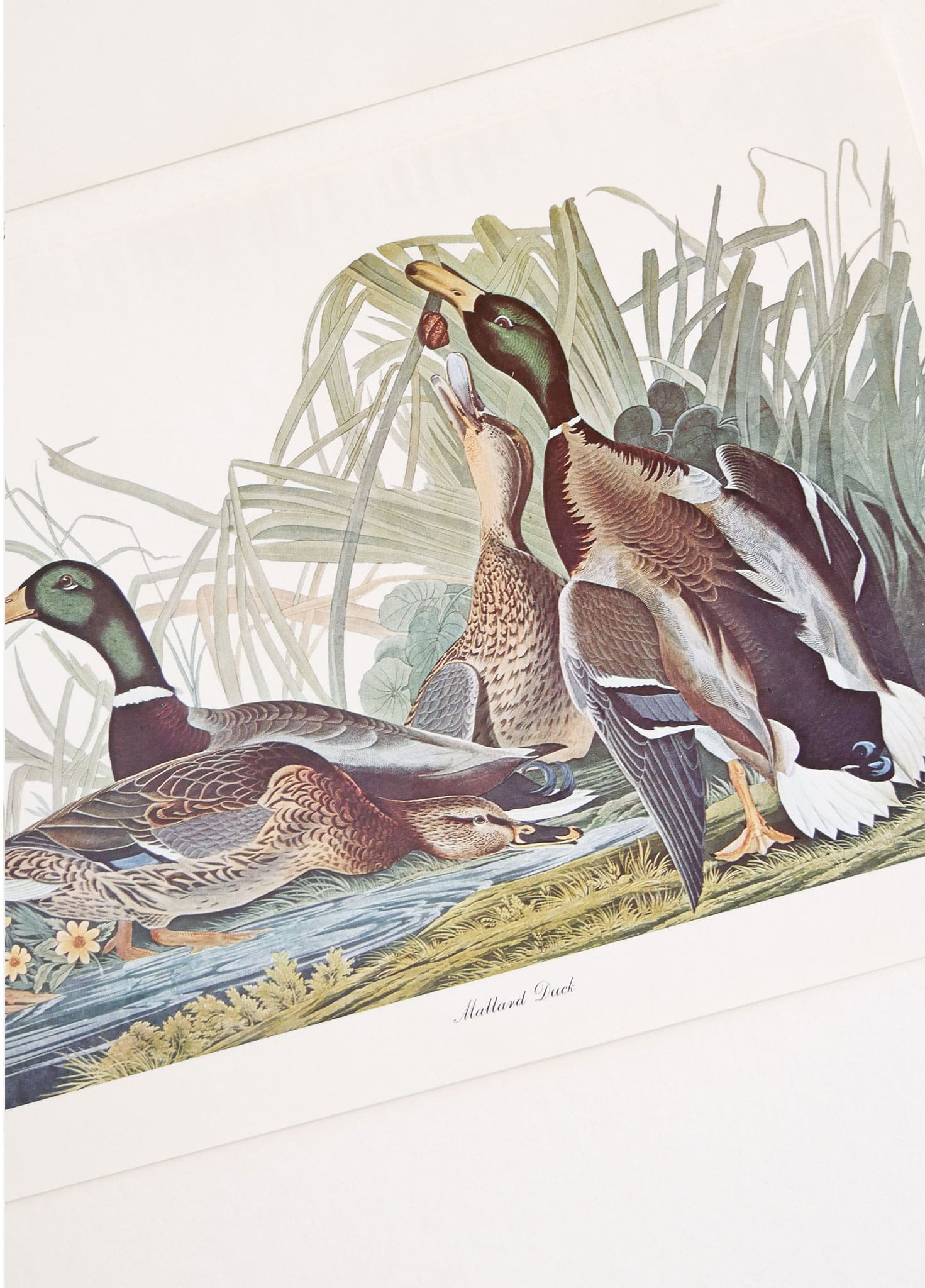 Vintage John James Audubon's Birds of America Prints 8.5x11.5 John James Mallard Ducks Sparrow Ivory Woodpecker Meadow Lark