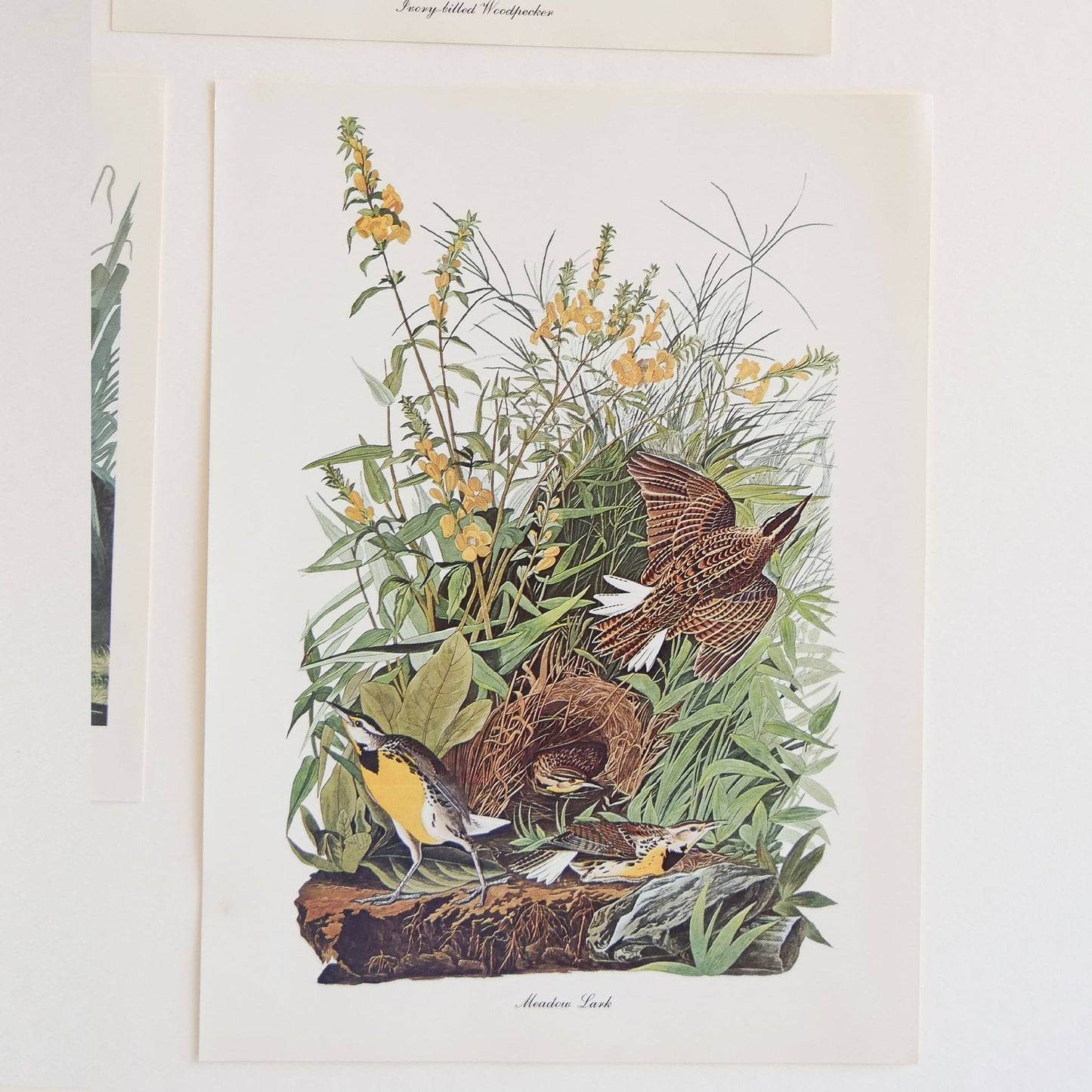 Vintage John James Audubon's Birds of America Prints 8.5x11.5 John James Mallard Ducks Sparrow Ivory Woodpecker Meadow Lark