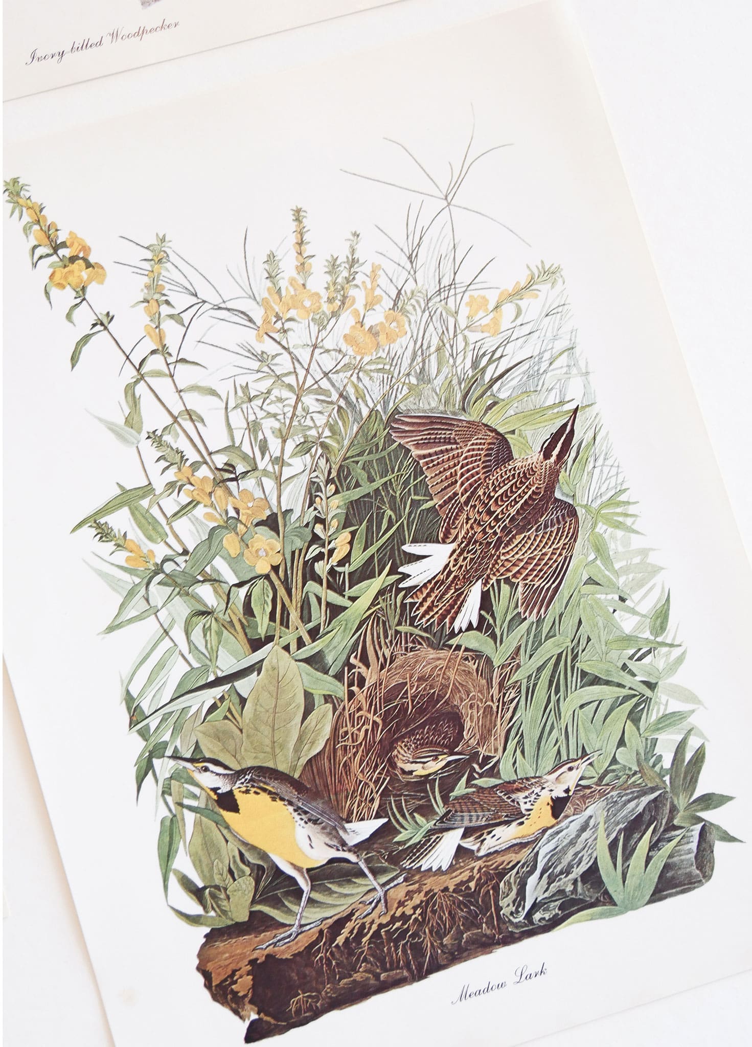 Vintage John James Audubon's Birds of America Prints 8.5x11.5 John James Mallard Ducks Sparrow Ivory Woodpecker Meadow Lark