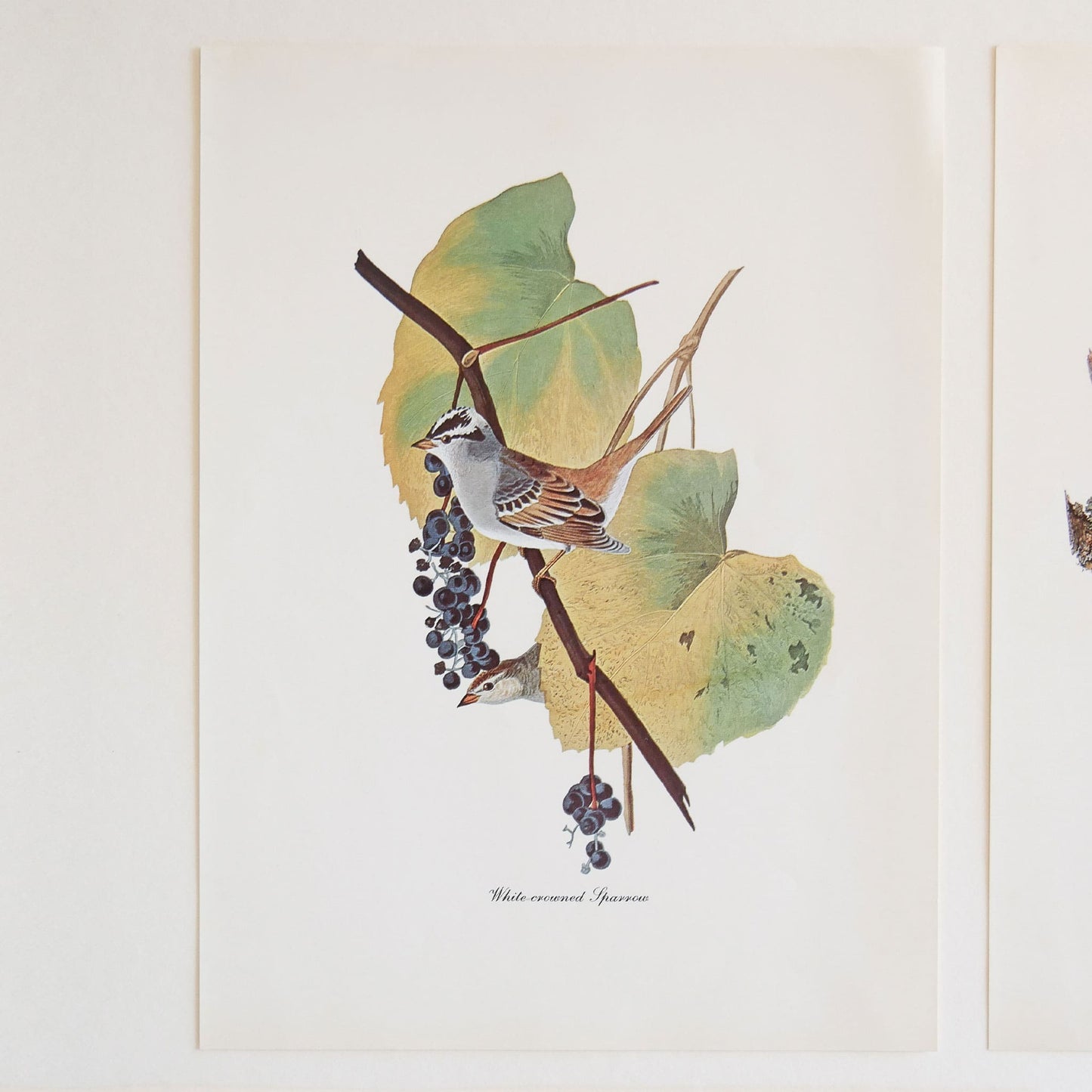 Vintage John James Audubon's Birds of America Prints 8.5x11.5 John James Mallard Ducks Sparrow Ivory Woodpecker Meadow Lark