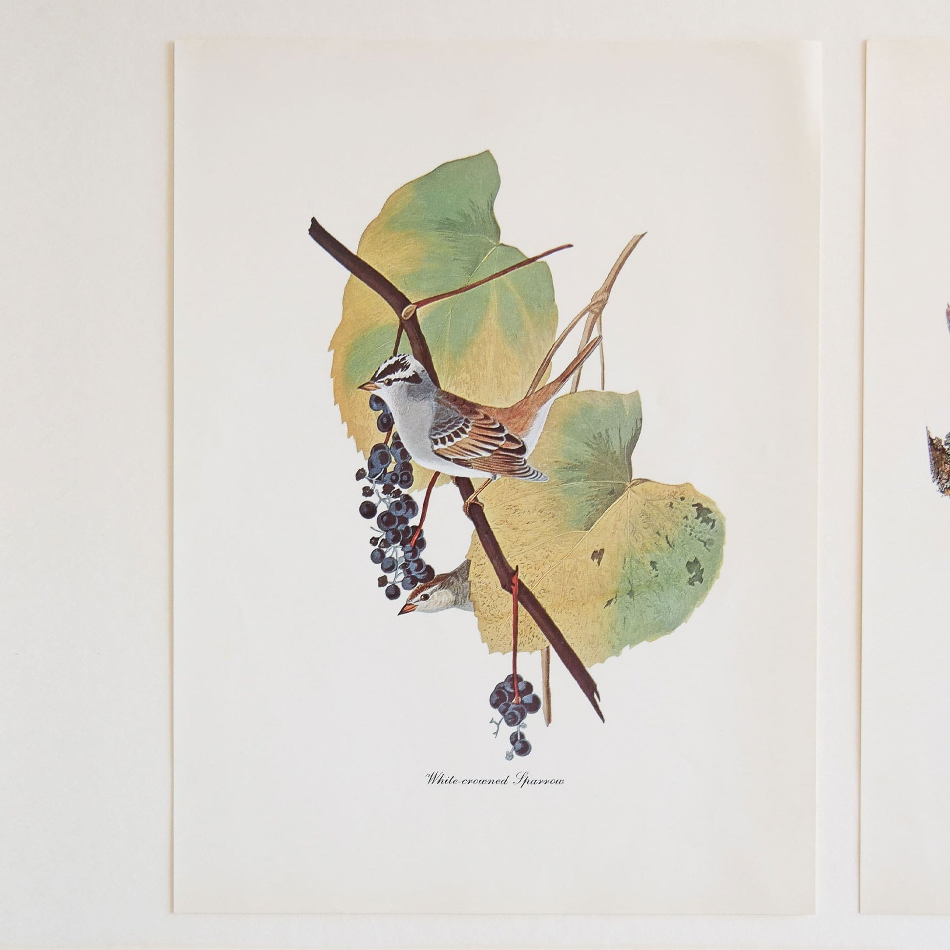 Vintage John James Audubon's Birds of America Prints 8.5x11.5 John James Mallard Ducks Sparrow Ivory Woodpecker Meadow Lark