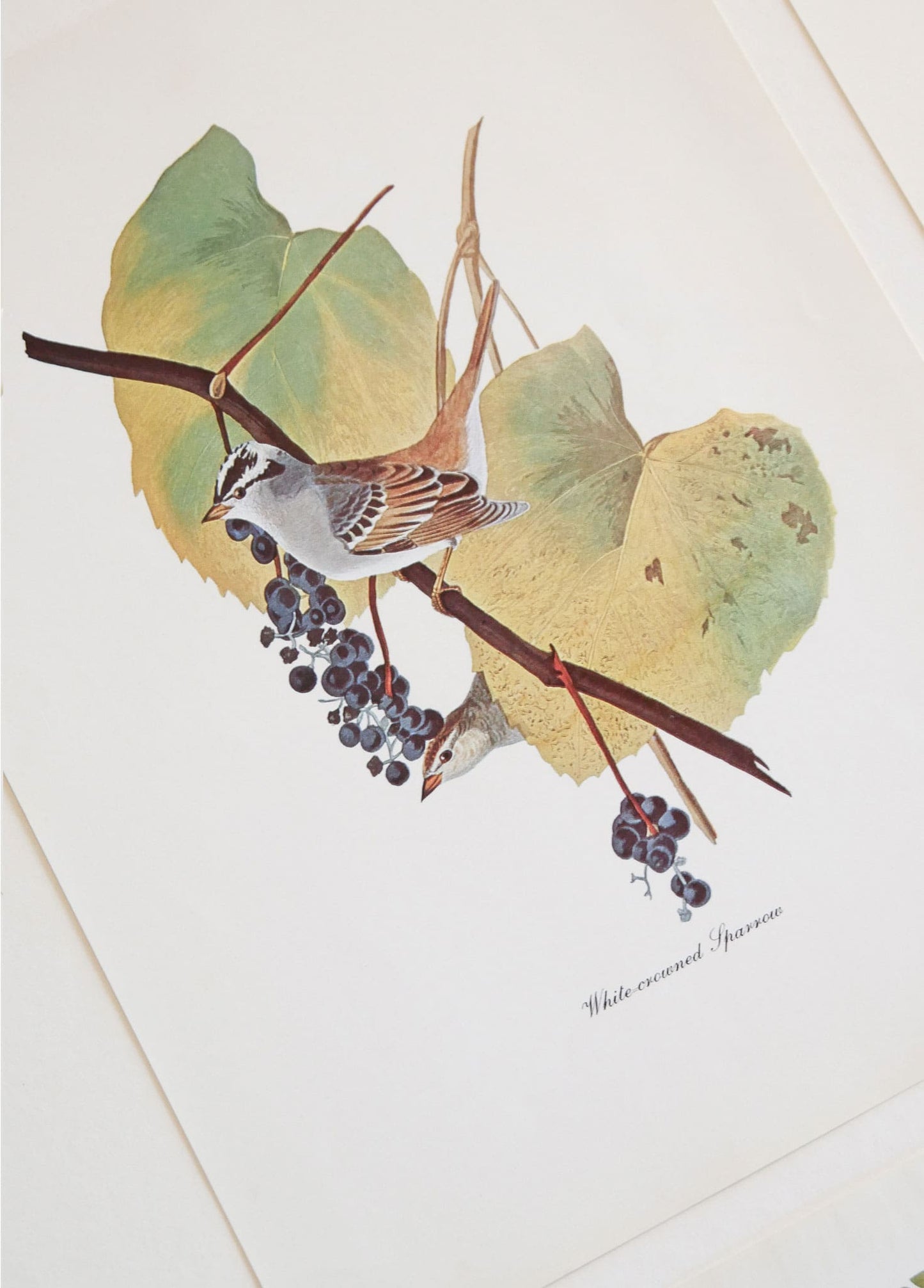 Vintage John James Audubon's Birds of America Prints 8.5x11.5 John James Mallard Ducks Sparrow Ivory Woodpecker Meadow Lark