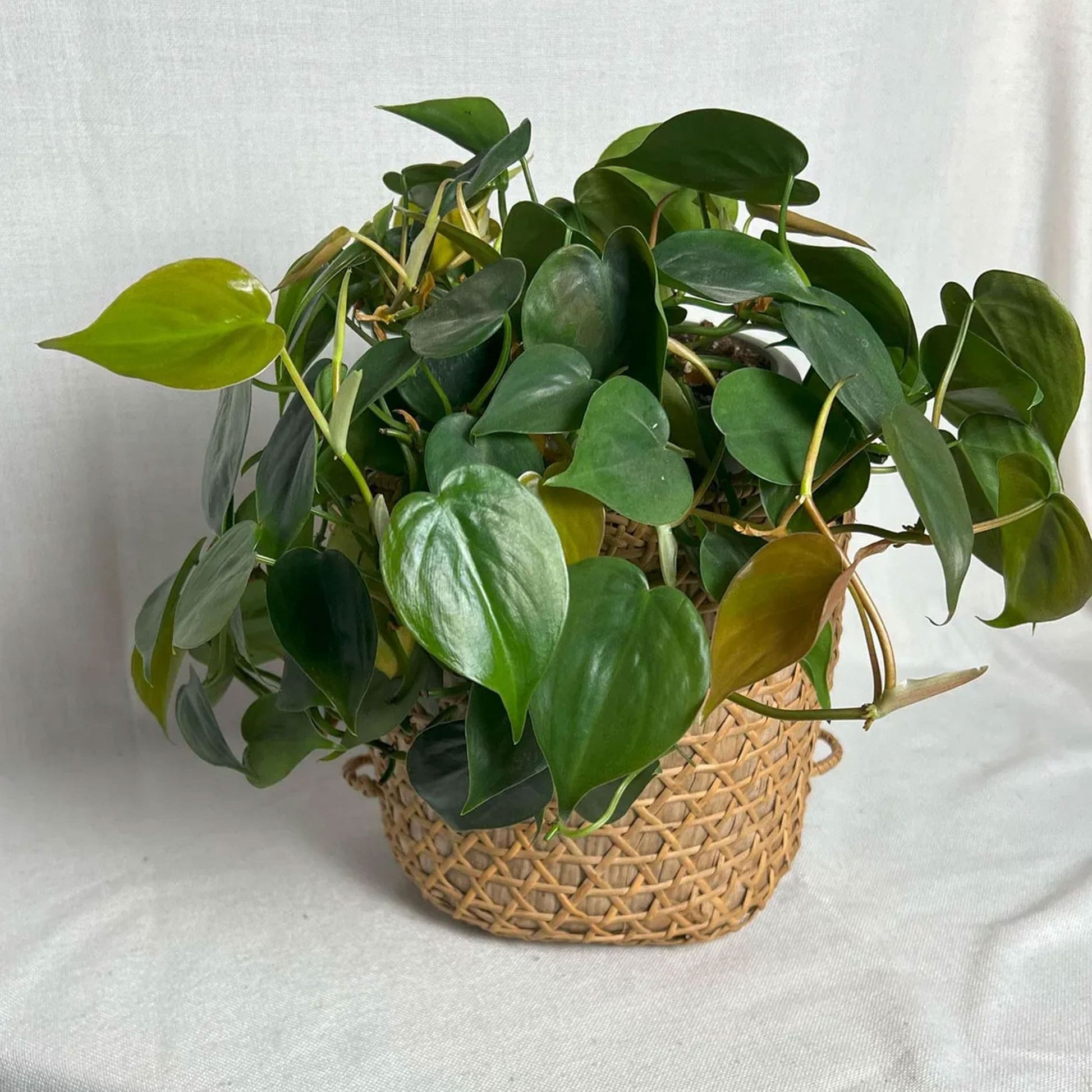 Thrifted Wicker Basket Wicker Basket Plant Holder Vintage Home Decor 2