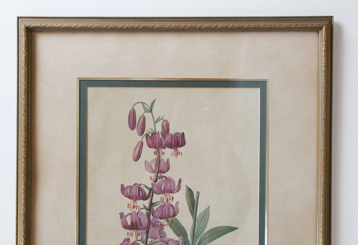 XL Vintage Framed Lilium Martagon Framed Purple Botanical Print Gold Frame, Vintage Botanical Print, Vintage Home Decor